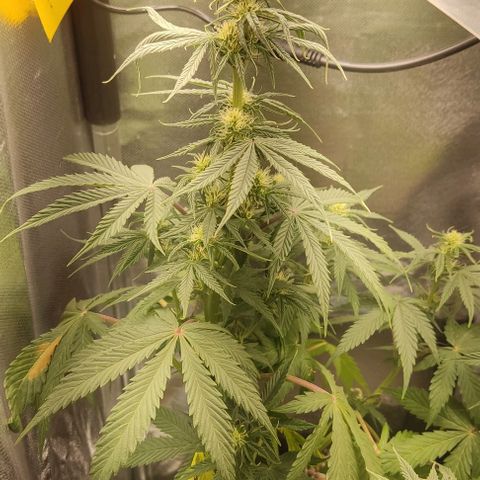 Gorilla Glue Auto growlog timeline photo