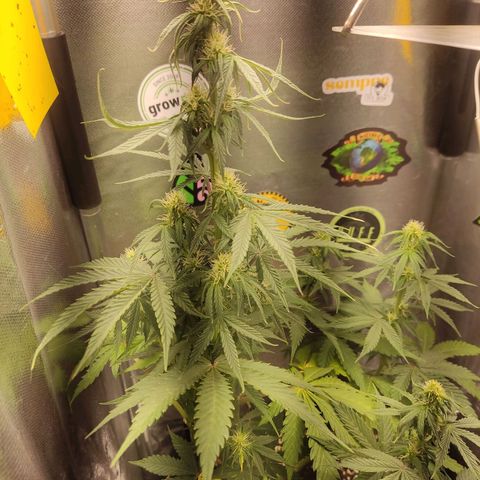 Gorilla Glue Auto growlog timeline photo