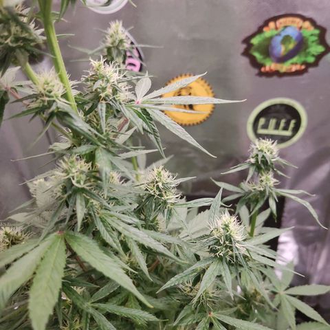 Gorilla Glue Auto growlog timeline photo
