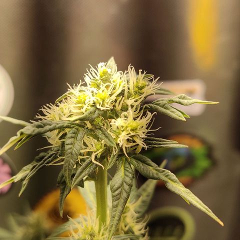 Gorilla Glue Auto growlog timeline photo