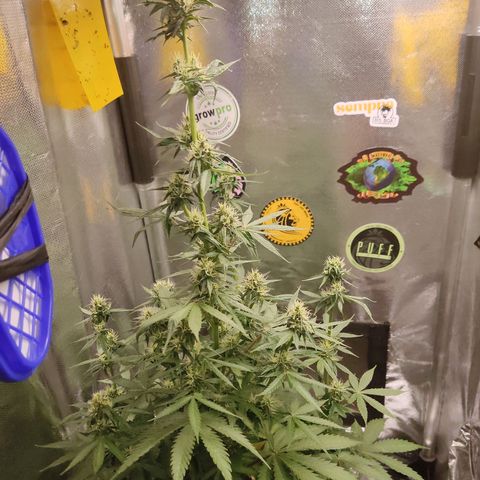 Gorilla Glue Auto growlog timeline photo