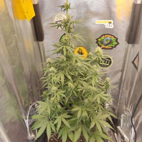 Gorilla Glue Auto growlog timeline photo