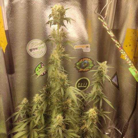 Gorilla Glue Auto growlog timeline photo