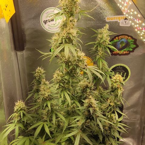 Gorilla Glue Auto growlog timeline photo