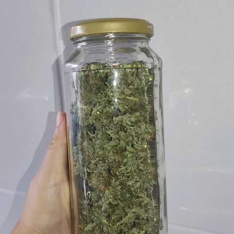 Gorilla Glue Auto growlog timeline photo