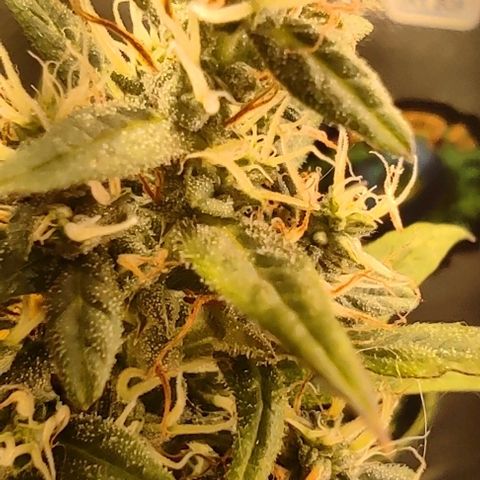 Gorilla Glue Auto growlog timeline photo