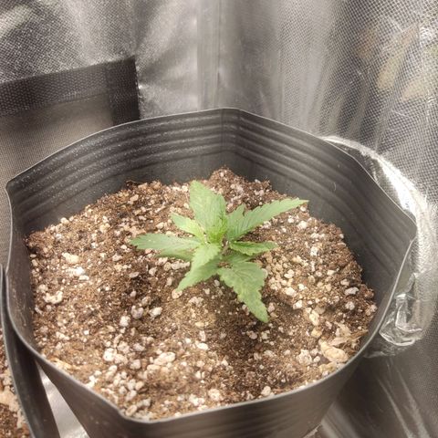 Copacabana growlog timeline photo
