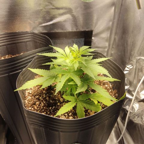 Copacabana growlog timeline photo