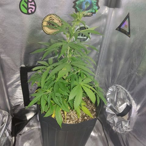 Copacabana growlog timeline photo