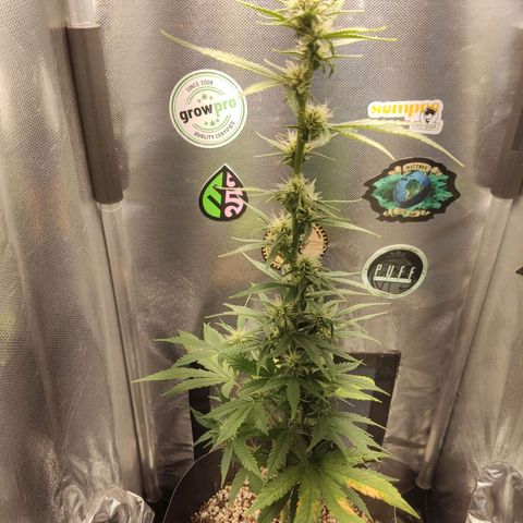 Copacabana growlog timeline photo