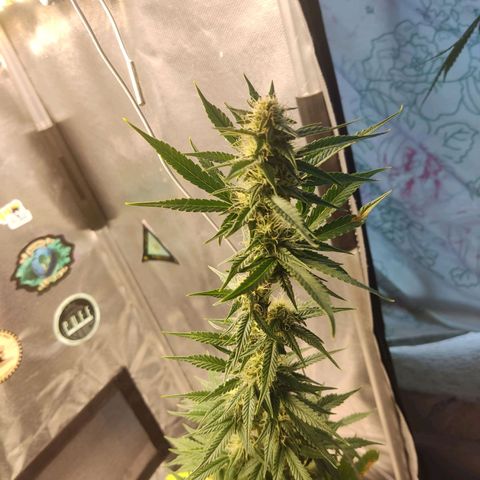 Copacabana growlog timeline photo