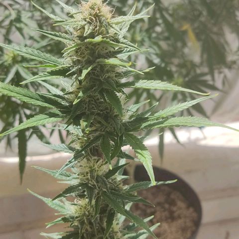 Copacabana growlog timeline photo