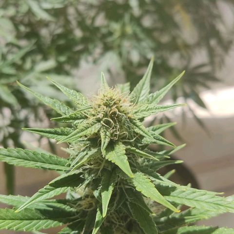 Copacabana growlog timeline photo