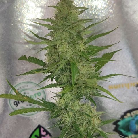 Copacabana growlog timeline photo