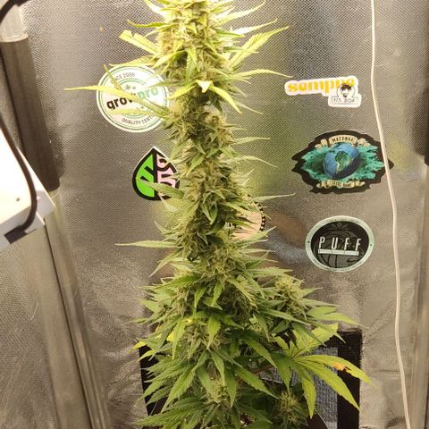 Copacabana growlog timeline photo