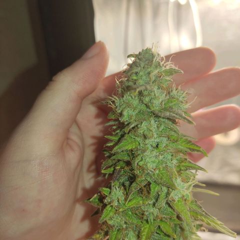 Copacabana growlog timeline photo