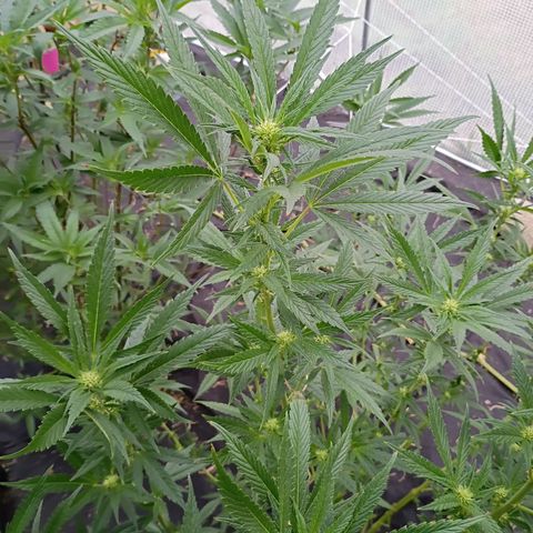 #3 left growlog timeline photo