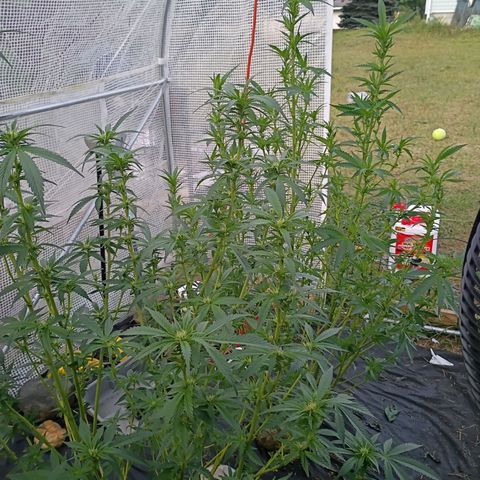 #3 left growlog timeline photo