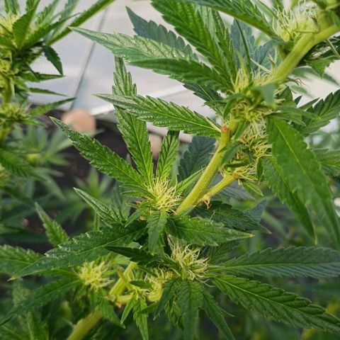 #3 left growlog timeline photo