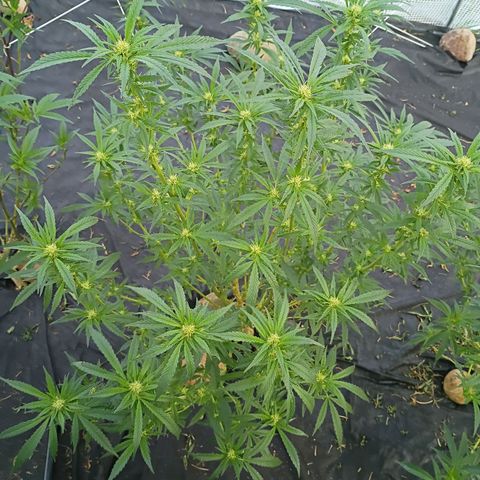#3 left growlog timeline photo
