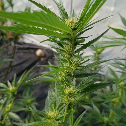 #3 left growlog timeline photo