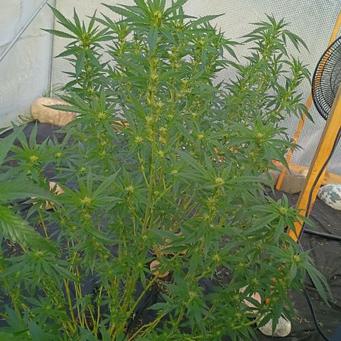 #3 left growlog timeline photo
