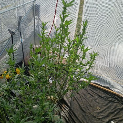 #3 left growlog timeline photo