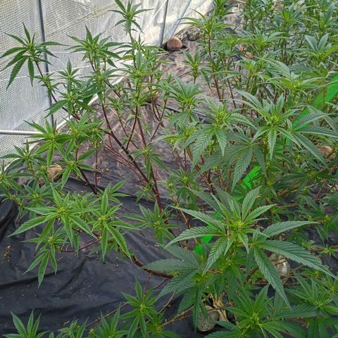 #3 left growlog timeline photo