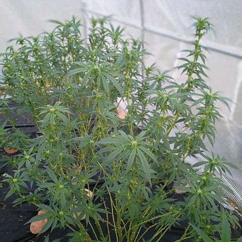 #3 left growlog timeline photo