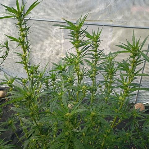 #3 left growlog timeline photo