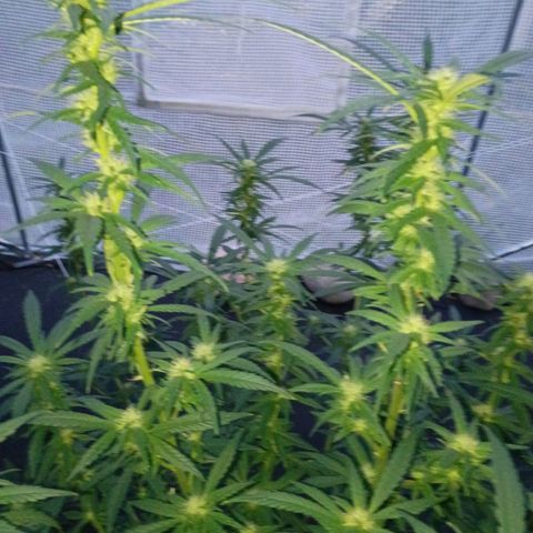 #3 left growlog photo: About a month into flowering.