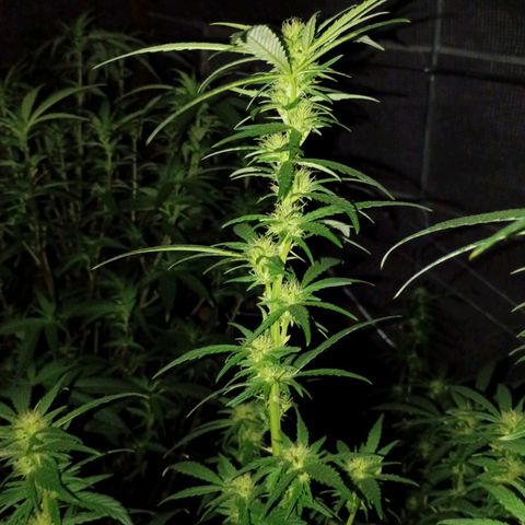 #3 left growlog photo: About a month into flowering.