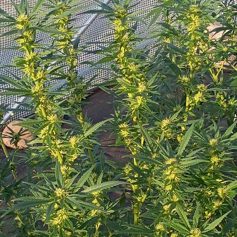 #3 left growlog photo: About a month into flowering.