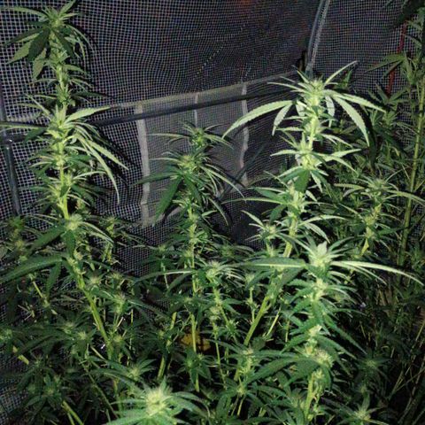 #3 left growlog photo: About a month into flowering.