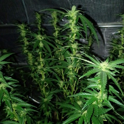#3 left growlog photo: About a month into flowering.