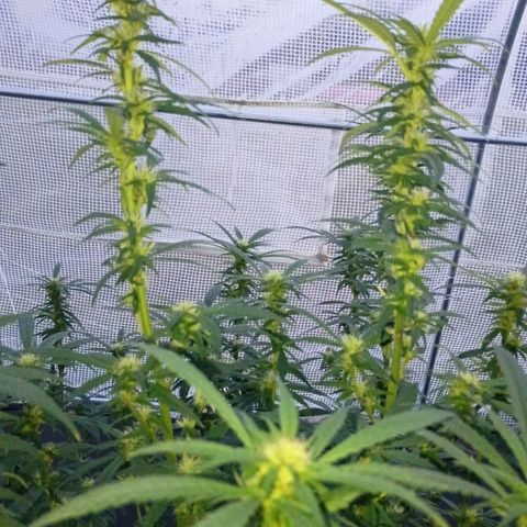 #3 left growlog photo: About a month into flowering.
