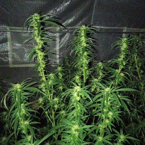 #3 left growlog photo: About a month into flowering.
