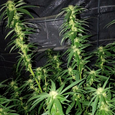 #3 left growlog photo: About a month into flowering.