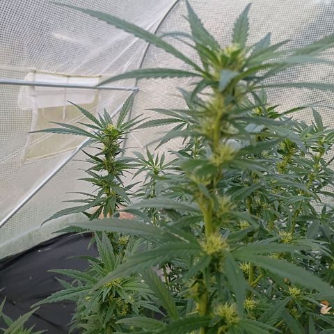 #3 left growlog photo: About a month into flowering.