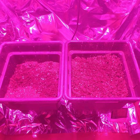 CBD Auto Blackberry Kush growlog timeline photo