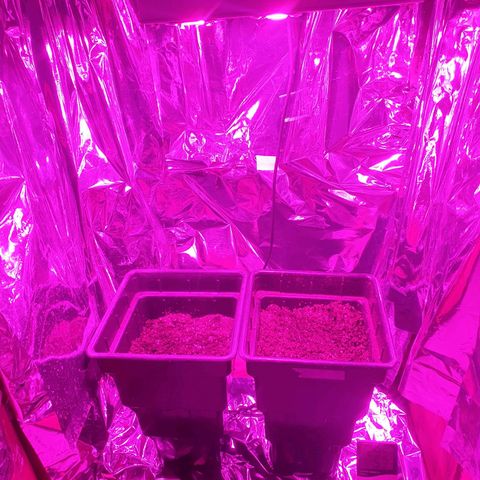 CBD Auto Blackberry Kush growlog photo: Hoy trasplantamos las semas a maceta ya germinados las semas 
