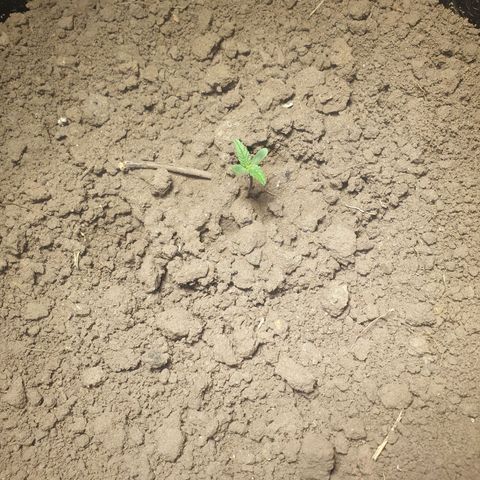 CBD Auto Blackberry Kush growlog timeline photo
