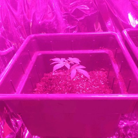 CBD Auto Blackberry Kush growlog timeline photo
