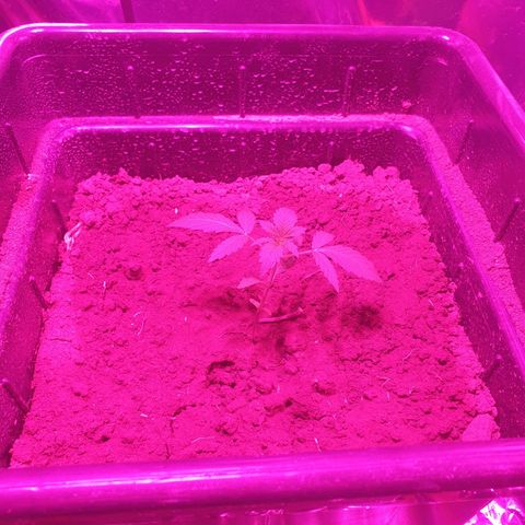 CBD Auto Blackberry Kush growlog timeline photo