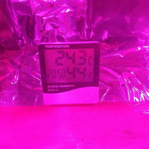 CBD Auto Blackberry Kush growlog timeline photo