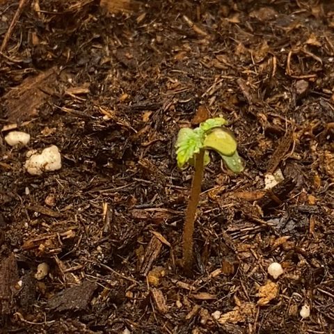 GTA Cargo growlog photo: Plant #2 looks like the strongest link , just now added “orca” for better roots :) .