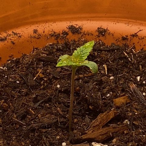GTA Cargo growlog photo: Plant #2 looks like the strongest link , just now added “orca” for better roots :) .