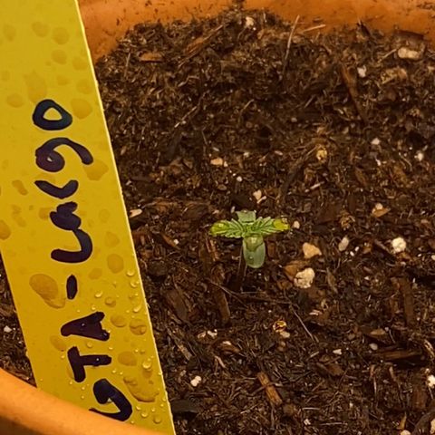 GTA Cargo growlog photo: Plant #2 looks like the strongest link , just now added “orca” for better roots :) .