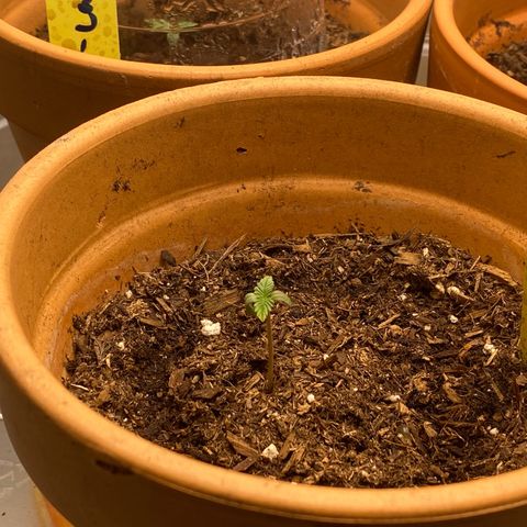 GTA Cargo growlog timeline photo