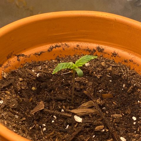 GTA Cargo growlog timeline photo